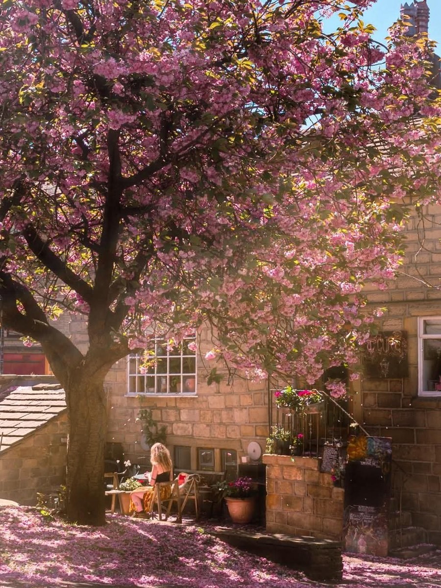 Pink cherry blossom over the stone building and outdoor seating on Hollins Place